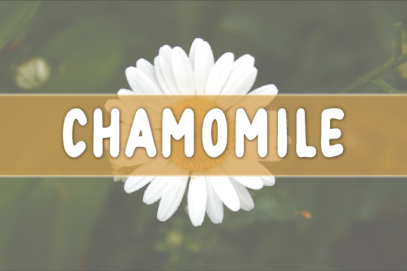 Chamomile: The Display Typeface That Elevates Small Business Branding